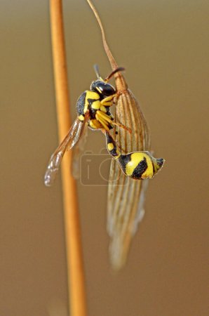 Foto de Macro fotografía de una abeja - Imagen libre de derechos