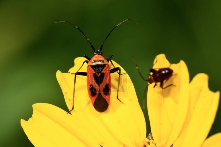 Téléchargez les photos : Bug de feu sur une fleur jaune dans la nature - en image libre de droit