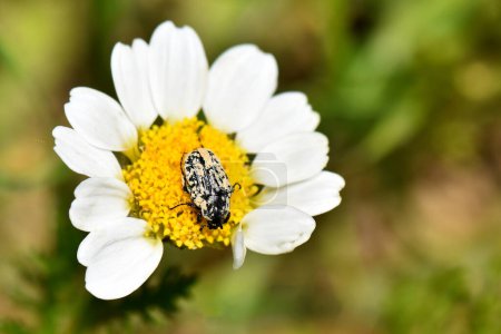 Foto de Hermoso insecto en una flor - Imagen libre de derechos