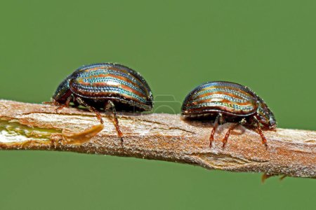 Photo for Two rosemary beetle on a branch. - Royalty Free Image