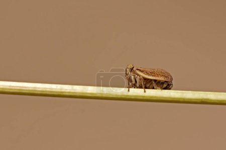 Photo for A bug on the branch - Royalty Free Image