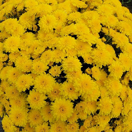 Yellow Mums or Chrysanthemum