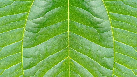 Close-up tropische frische grüne Blatt mit zeigen Detail der Rippen und Adern auf grünem Hintergrund