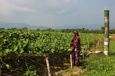 Téléchargez les photos : Taherpur, Bangladesh - 05 novembre 2019 : Une jeune femme a cultivé des champs de gourdes. Les jeunes femmes deviennent autonomes grâce à l'agriculture, à la culture de gourdes en bouteille, aux jardins potagers. - en image libre de droit