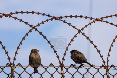 Téléchargez les photos : Deux oiseaux moineaux debout sur le fil - en image libre de droit