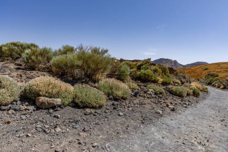 Foto de Hermoso paisaje del famoso volcán de montaña Pico del Teide en el Parque Nacional del Teide, Tenerife, Islas Canarias, España - Imagen libre de derechos