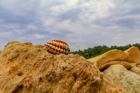 Shell on stone sandy beaches on the island of Rab in Croatia Town Lopar