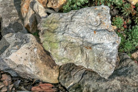 Ammonites and fossils of prehistoric animals imprinted in stone in the garden