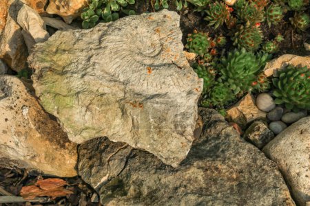 Ammoniten und Fossilien prähistorischer Tiere im Garten in Stein gemeißelt