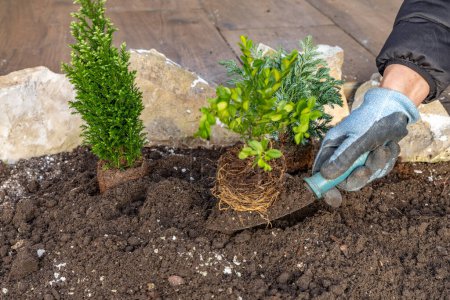 Foto de Plantar arbustos de coníferas, construir una rocalla en el jardín, ordenar el jardín en primavera, plantar plantas en la gruta - Imagen libre de derechos