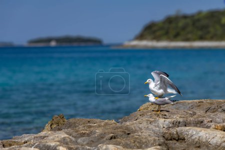 Two seagulls sit on the stones by the sea, birds' mating season in Croatia on Adriatic Se