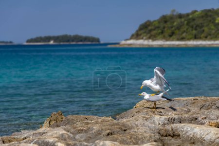 Zwei Möwen sitzen auf den Steinen am Meer, Paarungszeit der Vögel in Kroatien an der Adria