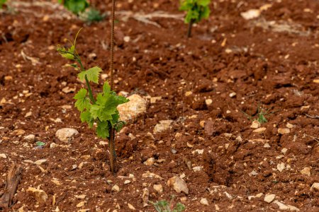 Young grape seedlings working on a grape plantation viticulture Croatia Istria 