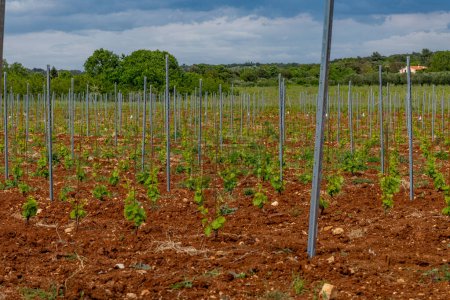 Téléchargez les photos : Jeunes plants de raisins travaillant sur une plantation de raisins viticulture Croatie Istrie - en image libre de droit