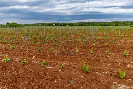 Young grape seedlings working on a grape plantation viticulture Croatia Istria 