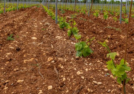 Foto de Plántulas de uva jóvenes trabajando en una viticultura plantación de uva Croacia Istria - Imagen libre de derechos