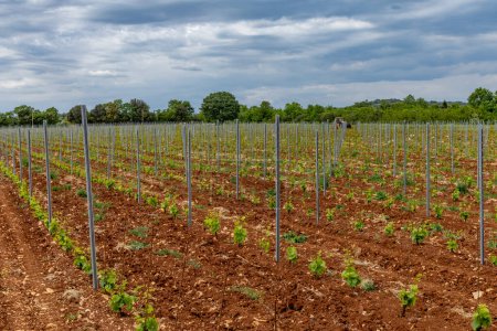 Foto de Plántulas de uva jóvenes trabajando en una viticultura plantación de uva Croacia Istria - Imagen libre de derechos