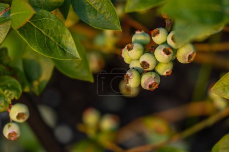Green unripe fruits on a blueberry bush in the garde