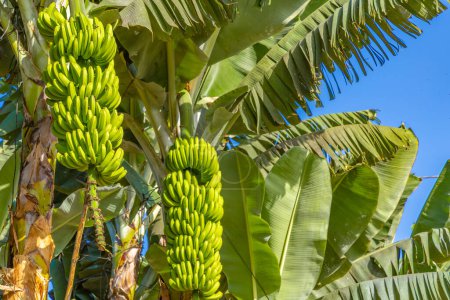 Zwerg-Cavendish-Bananen von den Kanarischen Inseln Bananenblätter Bananenblüte