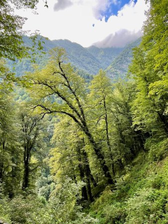 Foto de Parque Nacional Lagodekhi verde exuberante, Georgia. Foto de alta calidad - Imagen libre de derechos