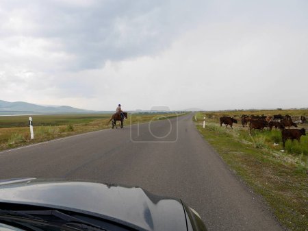 Photo for Cowboy and herd of cows crossing street in rural Tsalka. Javakheti volcanic plateau, Georgia. High quality photo - Royalty Free Image
