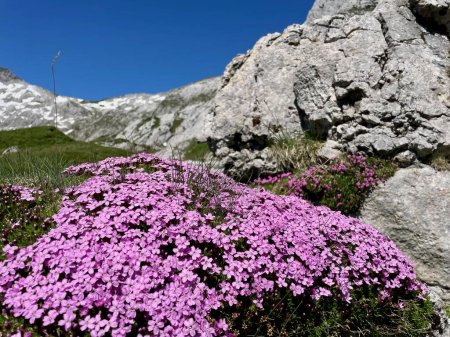 Téléchargez les photos : Moss Campion, Silene Acaulis dans les Alpes suisses. Photo de haute qualité - en image libre de droit