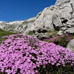Moss Campion, Silene Acaulis in Swiss Alps. High quality photo