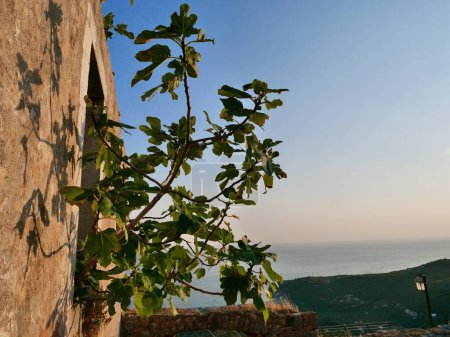 Téléchargez les photos : Ancien château de Himare au coucher du soleil, Albanie. Figuier poussant par la fenêtre. Photo de haute qualité - en image libre de droit