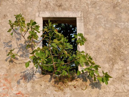 Téléchargez les photos : Figuier poussant par la fenêtre dans le vieux château de Himare au coucher du soleil, Albanie. Photo de haute qualité - en image libre de droit