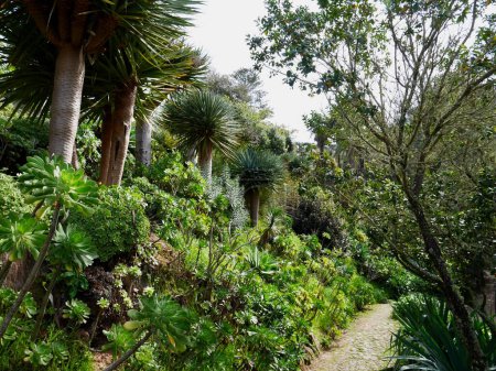 Mexikanischer Garten, Monserrate Palace in Sintra, Portugal. Hochwertiges Foto