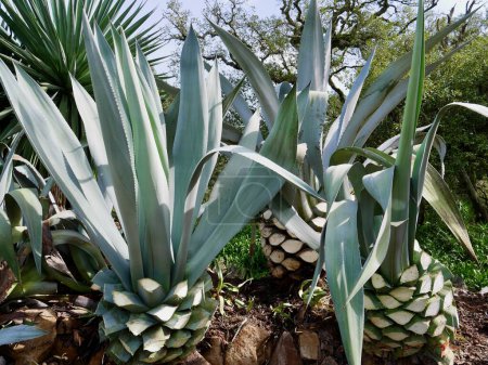 Plantes fraîchement coupées d'Aloe Vera dans le parc du palais de Monserrate, Sintra, Portugal. Photo de haute qualité