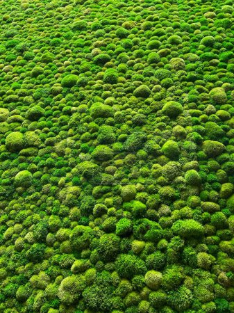 Jardín vertical de musgo. Pared verde ecológico. Foto de alta calidad
