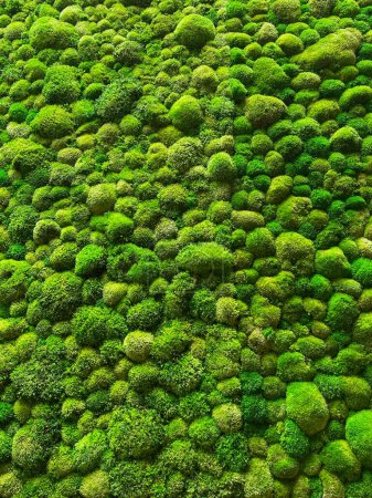 Jardín vertical de musgo. Pared verde ecológico. Foto de alta calidad
