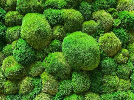 Vertical moss garden. Eco friendly green wall. High quality photo
