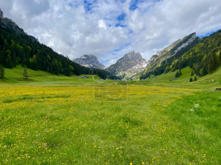 Prairie de fleurs sauvages à Alpstein, Appenzell, Suisse. Photo de haute qualité