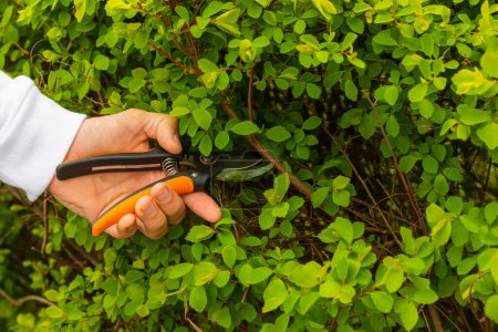 Photo for Spring pruning of branches in the garden. gardener's hands with secateurs. Gardening concept. Spring work in the garden. Blooming trees. Sakura. - Royalty Free Image