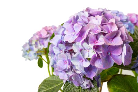 Hortensia aislada sobre fondo blanco. Hortensia en una olla. Hermosas flores. Ramo de primavera. Flores de hortensia azul, rosa y lila.