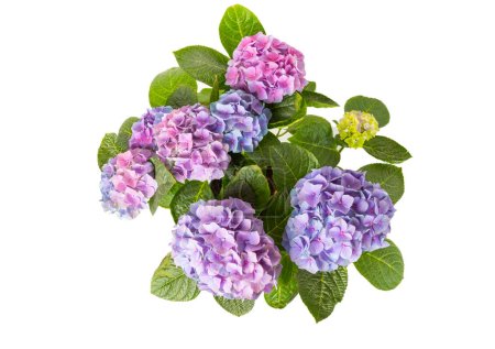 Hydrangée isolée sur fond blanc. Hydrangée dans une casserole. De belles fleurs. Bouquet de printemps. Fleurs d'hortensia bleues, roses et lilas.