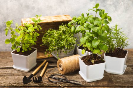 Photo for Assorted fresh herbs growing in pots against a blue wall.Close-up. Green basil, mint. oregano, thyme and rosemary. Mixed fresh aromatic herbs in pots.Set of culinary herbs.Copy space.Gardening concept. - Royalty Free Image