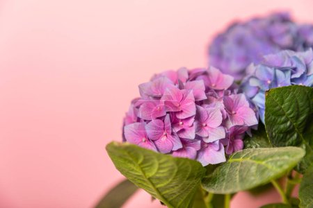 Hydrangea Blooming. Hydrangea on a colorful blurred background. Hydrangea in a pot. Beautiful flowers. Spring bouquet. Blue, pink and lilac hydrangea flowers.Retro