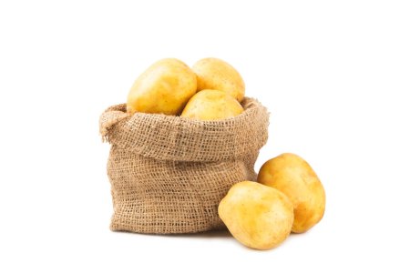 Young potatoes. Fresh potatoes isolated on white background. potato in burlap sack. Harvesting collection. organic, freshly dug potatoes. Agricultural background. Vegan. Vegetables.