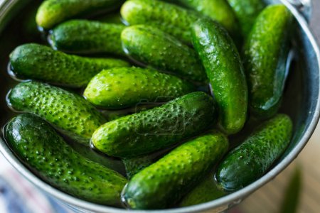Photo for Pickling, preservation, harvest. Green small cucumbers are soaked in water in a metal bucket for preservation - Royalty Free Image
