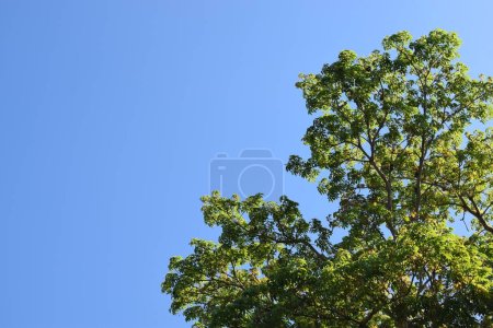 Baumblauer Himmel, Baumwipfel gegen blauen Himmel an einem sonnigen Tag. Natur Indonesien