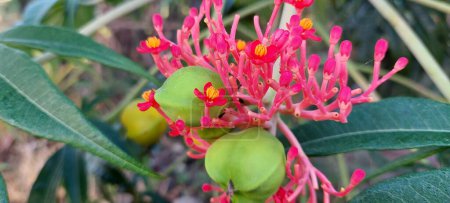 Téléchargez les photos : Jatropha podagrica ornamental plant with green leaves,Close up photo - en image libre de droit