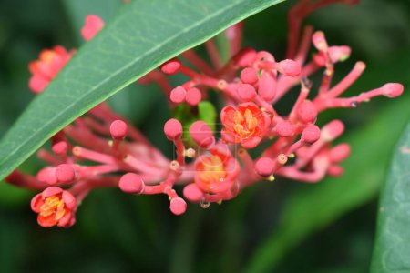 Téléchargez les photos : Jatropha podagrica ornamental plant with green leaves,Close up photo - en image libre de droit