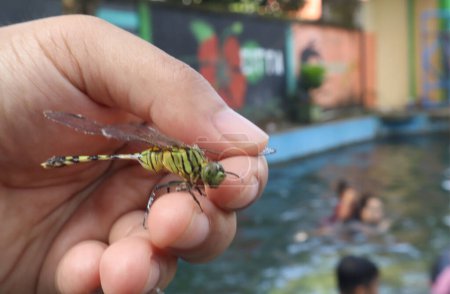 Téléchargez les photos : Gros plan d'une libellule perchée sur la main. Belle libellule dans l'habitat naturel. - en image libre de droit