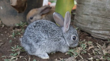 Photo for Gray adult rabbit playing near the cage - Royalty Free Image