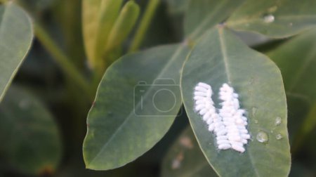 Photo for Scale insects attack green peanut leaves - Royalty Free Image