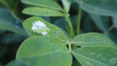 Photo for Scale insects attack green peanut leaves - Royalty Free Image