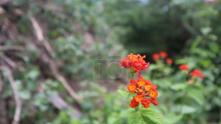 Téléchargez les photos : Lantana camara, la flore olfactive mais elle a beaucoup de fonction comme phytothérapie - en image libre de droit